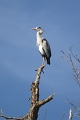 Heron cendre-07